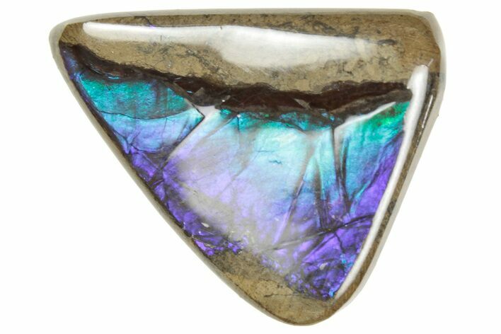 Iridescent Ammolite (Fossil Ammonite Shell) - Alberta #357403